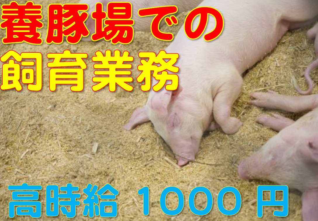 【佐賀市】動物と接するのが好きな方必見☆養豚場でのお仕事です！男女共に人気の職場です！ イメージ